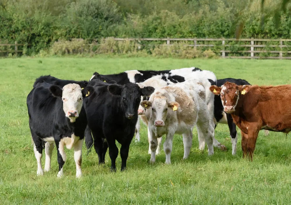 Mini Cooking Cattle Unveiling the Hidden Benefits of Miniature Cattle - Home Kitchen Aid